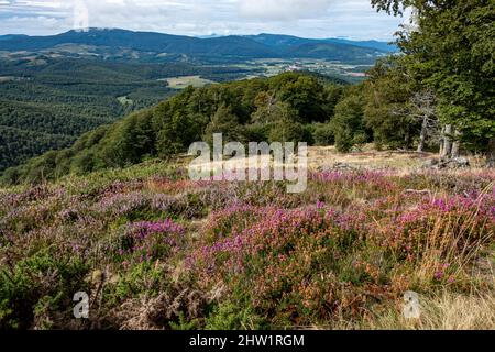 Spain, Navarre, forest above Roncevaux, Camino de Santiago Stock Photo