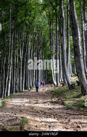 Spain, Navarre, forest above Roncevaux, Camino de Santiago Stock Photo