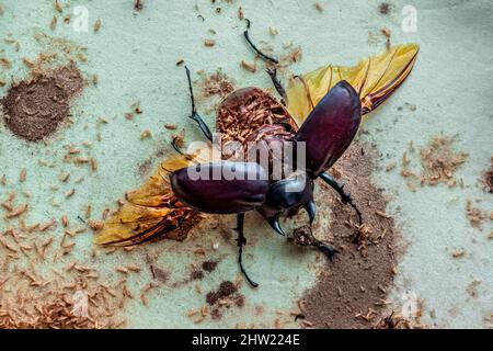 Beautiful male Actaeon beetle (Megasoma actaeon) destroyed by thousands of carpet beetle (Anthrenus verbasci) larvae. Fully eaten abdomen can be seen Stock Photo