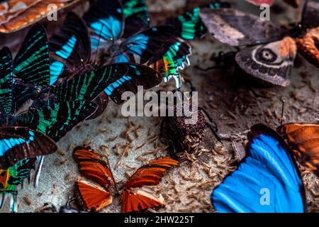 A beautiful colorful scientific insect collection destroued by a carpet beetle (Anthrenus verbasci). Various tropical moths and butterflies Stock Photo