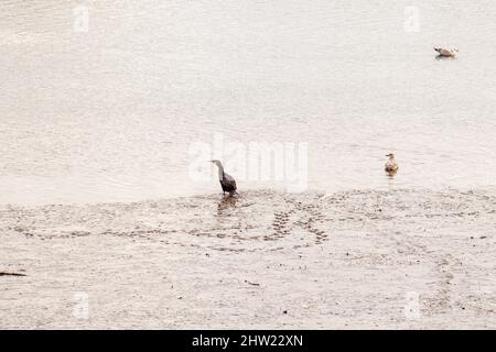 A cormorant spreads its wings by the muddy banks of the River Tyne in Newcastle England Stock Photo
