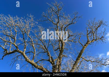 ASH TREE Fraxinus excelsior BRANCHES IN SPRING NO LEAVES AGAINST A BLUE SKY Stock Photo