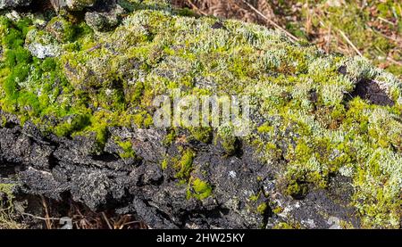 OLD LOG WITH TEXTURED BLACK BARK COVERED IN GREEN MOSS AND LICHENS Stock Photo