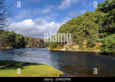 RIVER SPEY TAMDHU SCOTLAND A HIGH WATER LEVEL IN THE RIVER IN SPRING Stock Photo