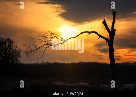 Lonely tree at sunset, fiery sunset in the field. Lonely dead tree. Art nature and sunset. Stock Photo