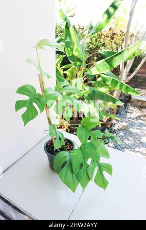 Mini Monstera, Monstera deliciosa Liebm or Philodendron ginny or Rhaphidophora terrasperma or mostera plant Stock Photo