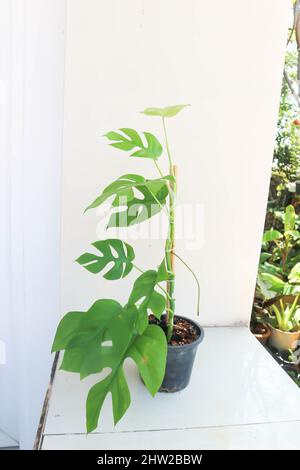 Mini Monstera, Monstera deliciosa Liebm or Philodendron ginny or Rhaphidophora terrasperma or mostera plant Stock Photo