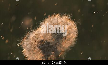 Beautiful fluffy dandelion with rain drops falling down on the background. Water drops falling on white round flower of dandelion in the late evening. Stock Photo