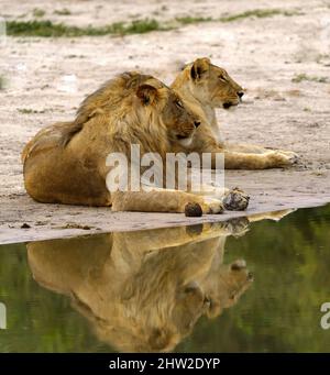 Pair of breeding lions mating in the African savanna Stock Photo - Alamy