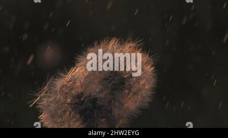 Beautiful fluffy dandelion with rain drops falling down on the background. Water drops falling on white round flower of dandelion in the late evening. Stock Photo