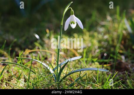 in a garden, a single filigree galanthus nivalis shimmers in the sunlight Stock Photo