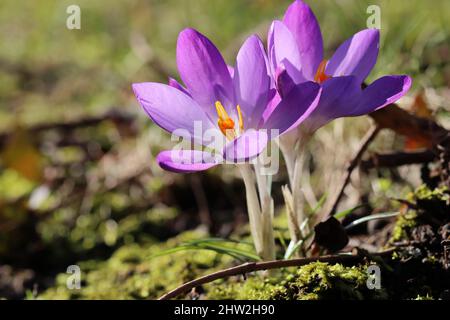 close-up of two beautiful purple crocuses against a blurry background, side view Stock Photo