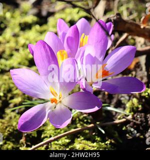 Close-up of beautiful sunlit purple crocuses with a view into the blossom Stock Photo