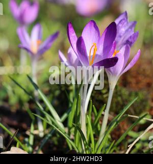 close-up of pretty purple crocuses in a garden Stock Photo