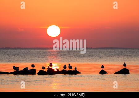 Flock of great black-backed gulls (Larus marinus) and black-headed gulls resting on rocks in sea, silhouetted against setting sun and orange sunset sk Stock Photo
