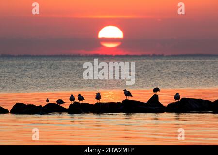 Flock of great black-backed gulls (Larus marinus) resting on rocks in sea, silhouetted against setting sun and orange sunset sky Stock Photo