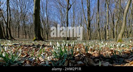 An oak forest with many snow drops in wintertime Stock Photo