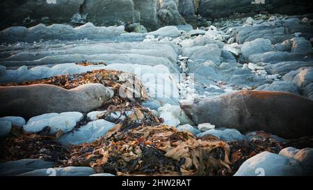 Adorable fur seals sleeping peacefully on the snow in autumn leaves on the rookery Stock Photo