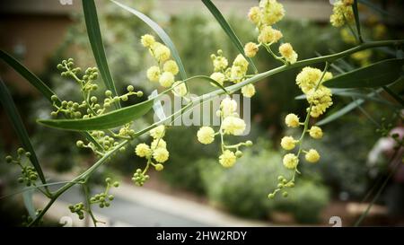 Closeup of yellow mimosa flower in its full bloom in spring Stock Photo