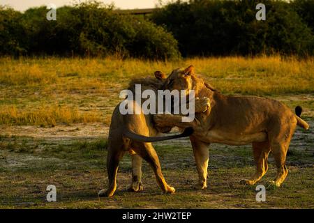 Two young male lions in the wild African savanna play fighting Stock Photo