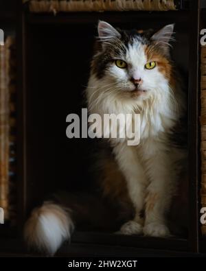 An old angry and fluffy calico cat glares while sitting in a cubby box Stock Photo