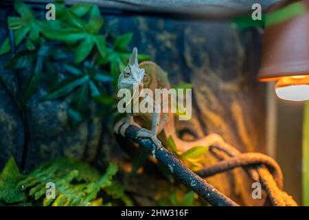 a green chameleon lizard lurks in its terrarium on a tree and sits motionless Stock Photo