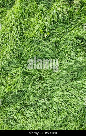 Green grass background turf grass surface abstract Stock Photo - Alamy
