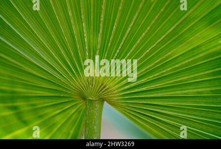 Close up of a palm leaf Stock Photo