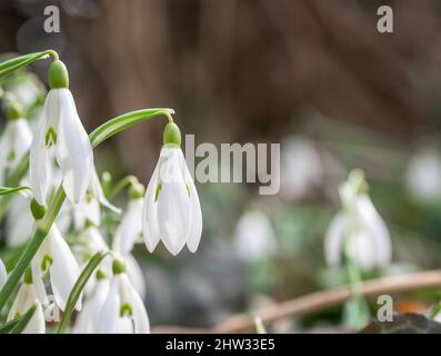 Group of Galanthus nivalis, the snowdrop or common snowdrop in the beginning of spring. Small white flower of spring. Stock Photo