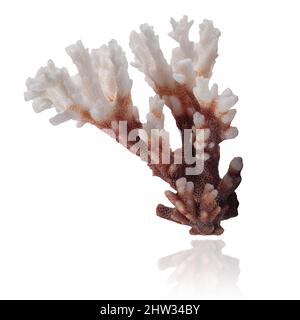 coral branch isolated on white background with reflection Stock Photo