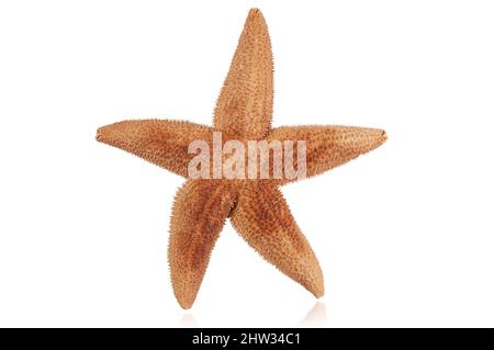 red starfish isolated on white background with reflection Stock Photo