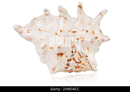 exotic tropical shell isolated on white background with reflection Stock Photo