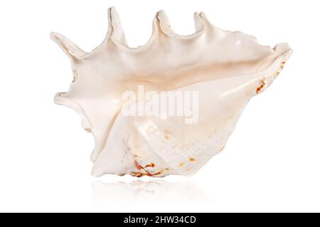 exotic tropical shell isolated on white background with reflection Stock Photo