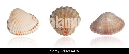 set of exotic tropical shells isolated on white background with reflection Stock Photo
