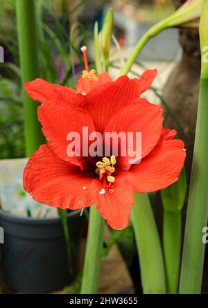 Colorful Hippeastrum flowers in the garden under the sun Stock Photo