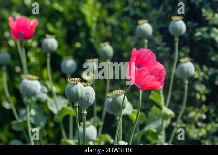 Giant Poppies Growing in the Summer Sunshine Stock Photo