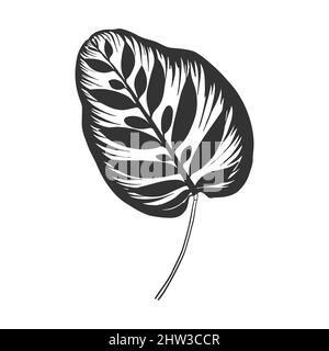 Contour drawing of a tropical plant. Calathea makoyana Leaf. Doodle style. Stock Vector