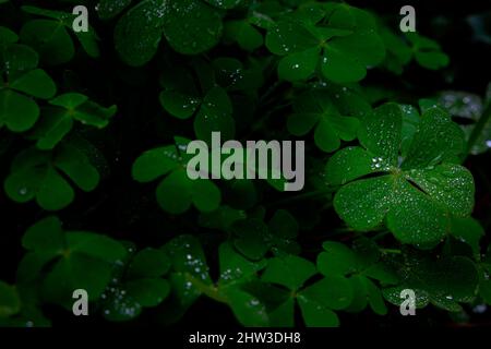 Rain drops or water drops on the shamrocks. Moody nature background or wallpaper photo. Stock Photo