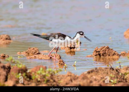 Closeup of a Black-necked Stilt with open beak, walking through a Mudflats Habitat. Stock Photo