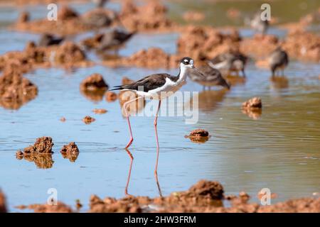 A Black-necked Stilt walks through the Mudflats at a Riparian Preserve in Arizona, with softly depicted birds, mainly Dowitchers in the background. Stock Photo