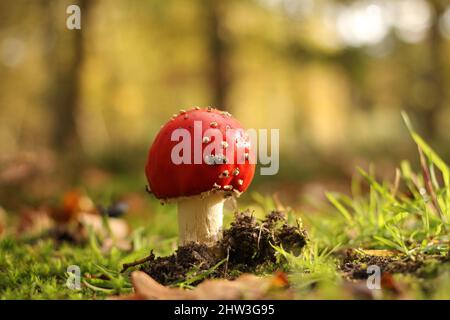 a little red mushroom closeup at the soil in a green forest at a sunny day in autumn Stock Photo