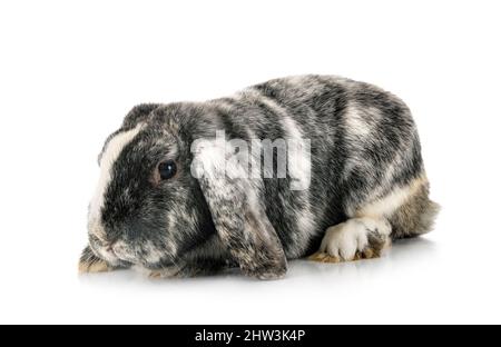 young Lop rabbit rhoen  in front of white background Stock Photo