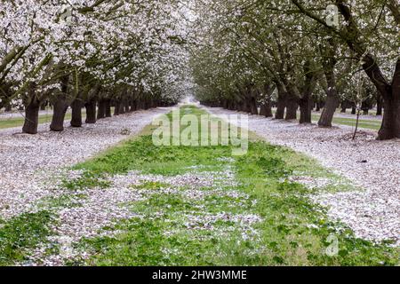Modesto, CA, U.S.A. 8th Feb, 2022. The Almond Blossoms near Modesto, California March 01, 2022 a white picture perfect image for Stanislaus County. (Credit Image: © Marty Bicek/ZUMA Press Wire) Stock Photo