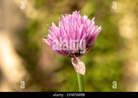 closeup of violet chives flower Stock Photo