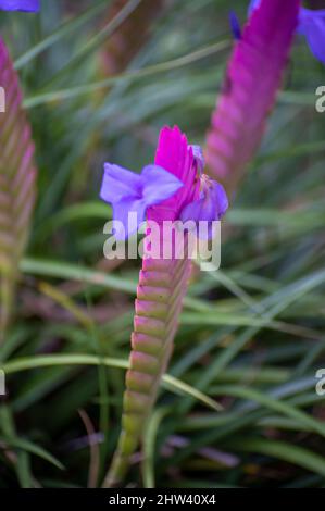 Colorful blossom of walissia lindeniana tropical ornamental flowers in garden Stock Photo