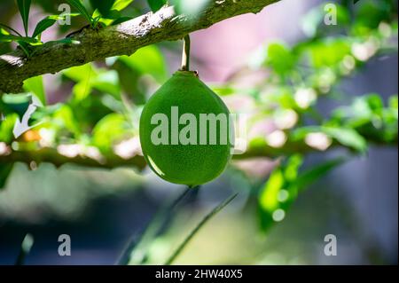 Green fruits hanging on Crescentia cujete or calabash tree in tropical Caribbean garden Stock Photo