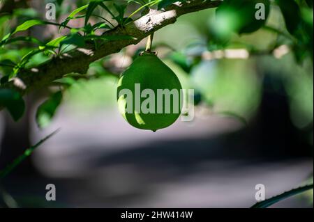 Green fruits hanging on Crescentia cujete or calabash tree in tropical Caribbean garden Stock Photo