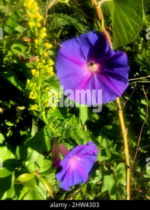 Close up of violet flowers. Ipomoea Stock Photo