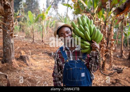 Young African farmer on his plantain plantation has just collected a bunch of plantains. Farmer at work Stock Photo
