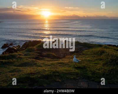 A seagull bird on the headland looking out to sea waves at sunrise, serenity, majesty, heavenly sky Stock Photo
